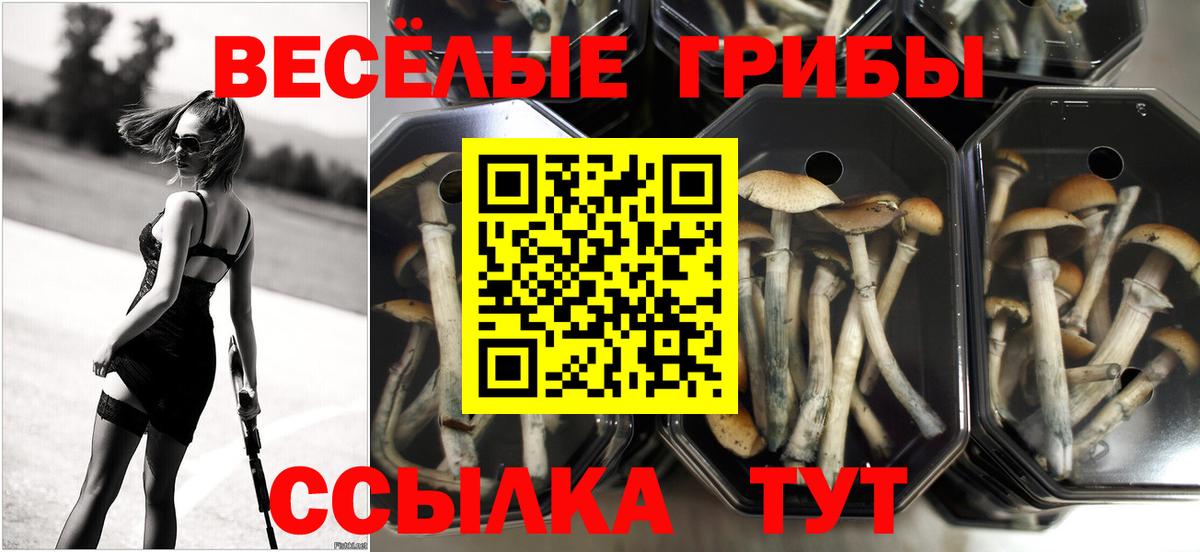 Галлюциногенные грибы мицелий  Псилоцибиновые грибы Psilocybe  Вход с VPN  Шарыпово 